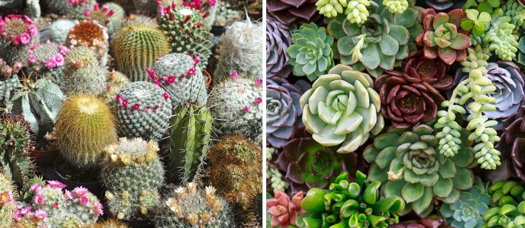 cactus succulents