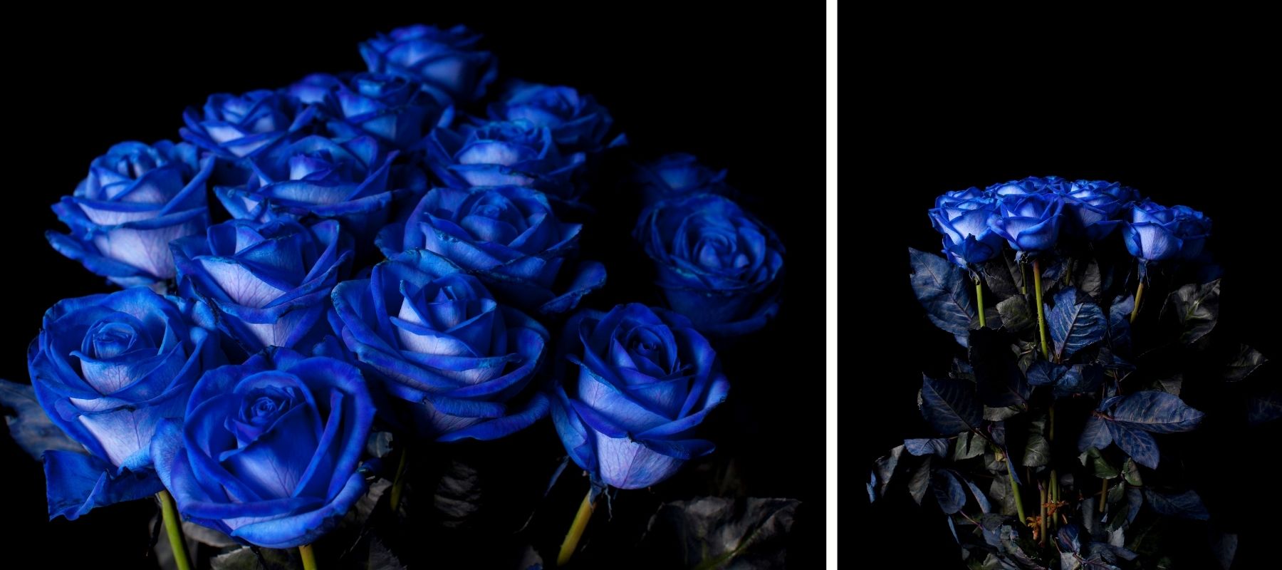 rose bleue sur fond noir