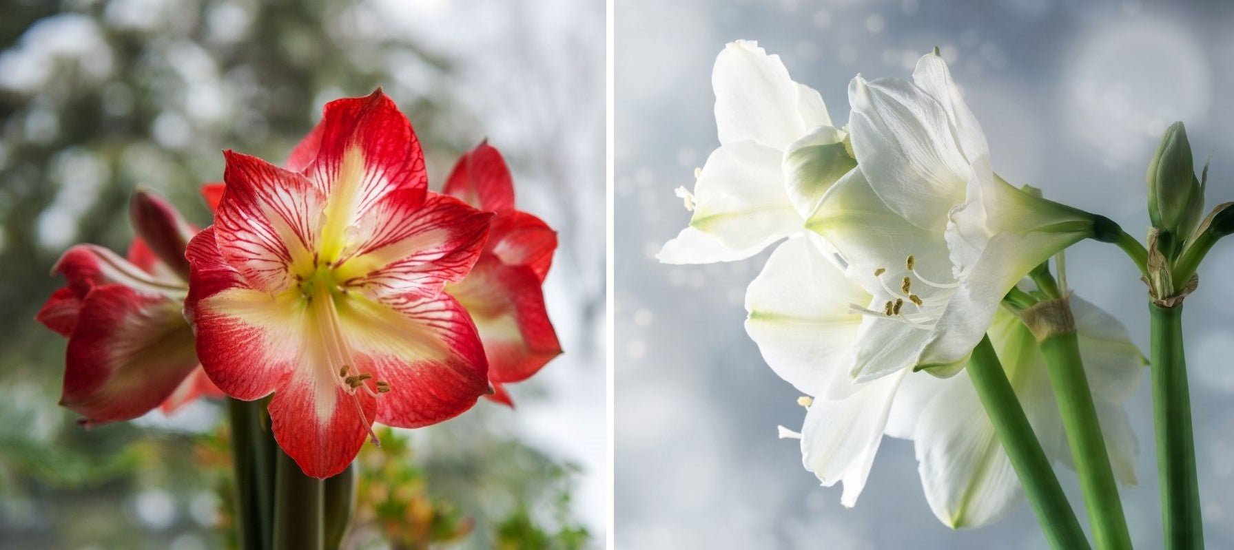 rote und weiße Amaryllis