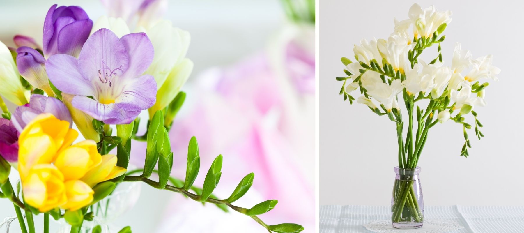 parfum freesia