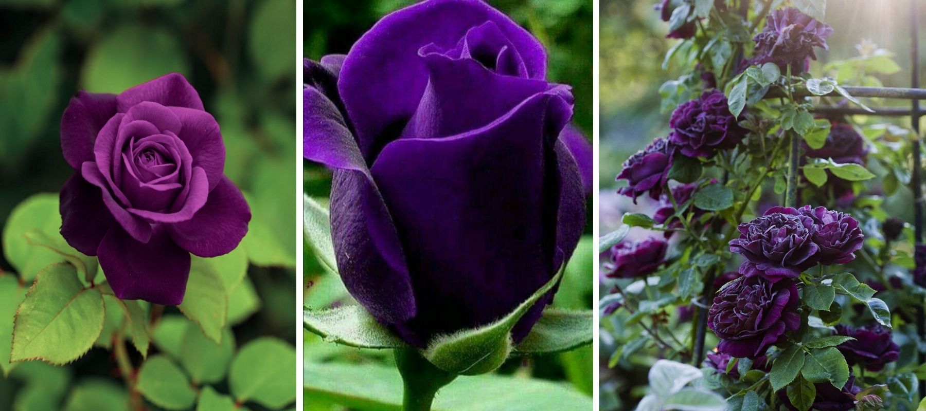 dark violet rose