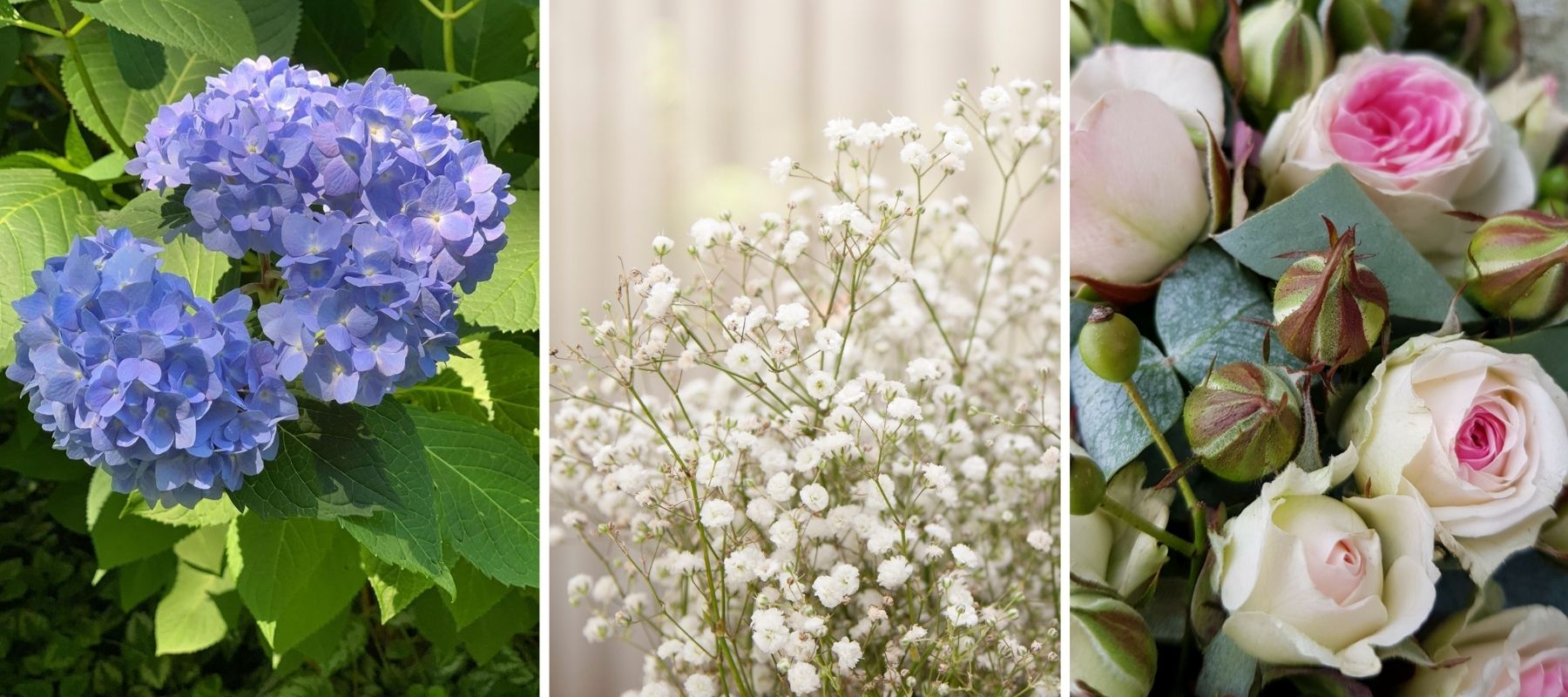 Hortensia Gypsophile Rose branchue mimi eden