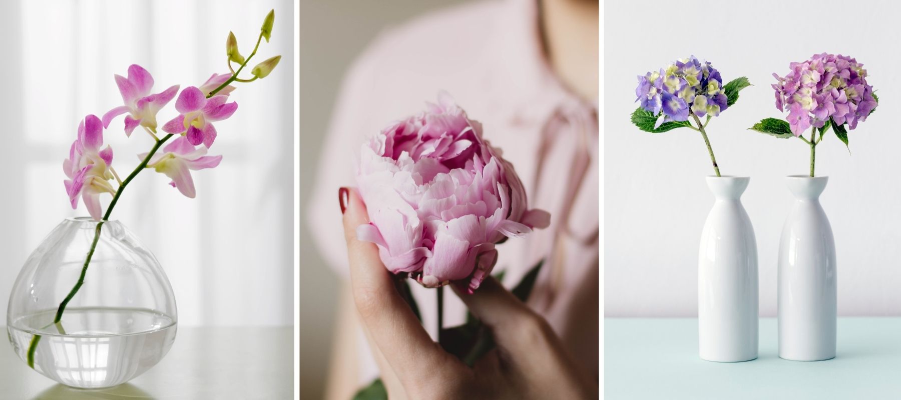 pivoine orchidée hortensia