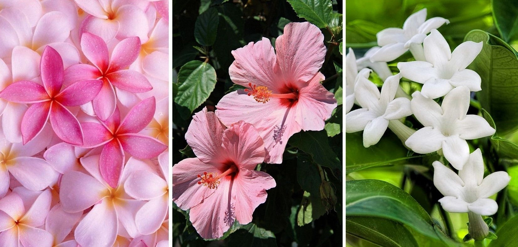 Fleur de tiaré, fleur de frangipanier, stephanotis