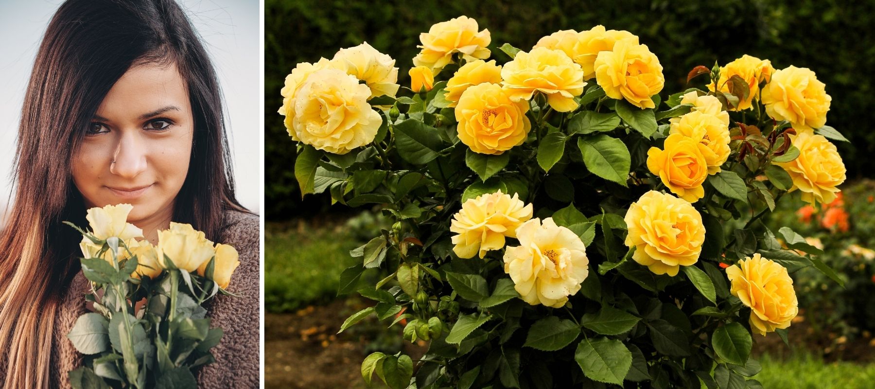 woman with yellow roses