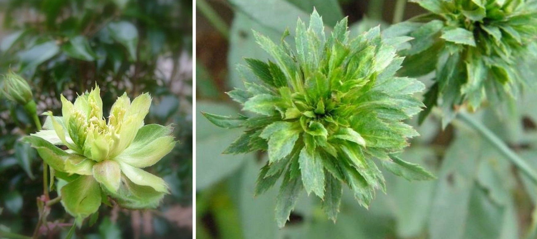Chinese green rose