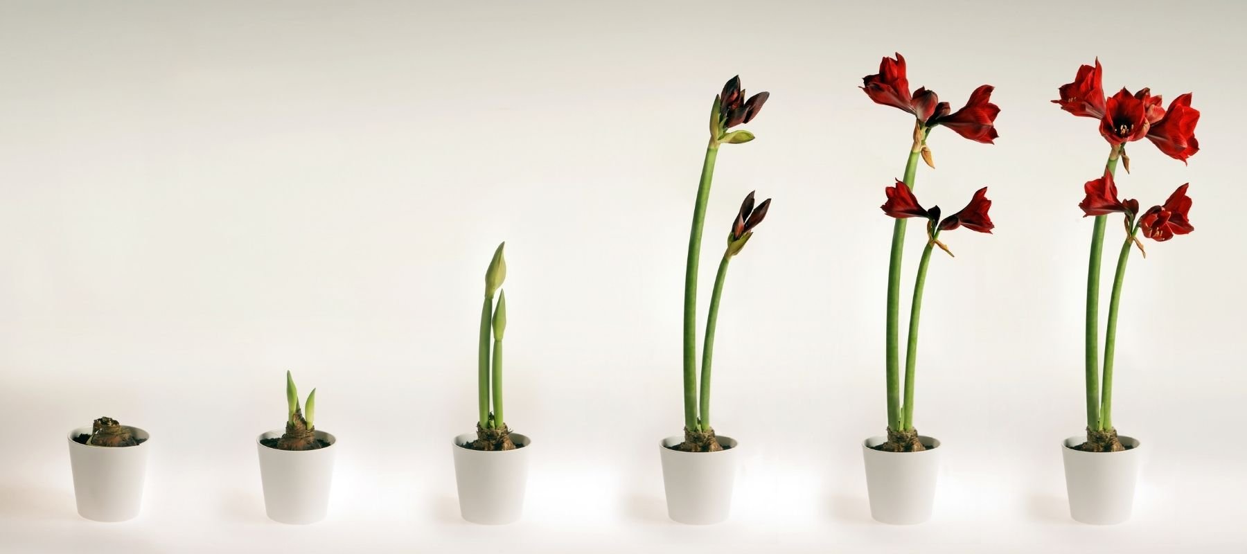 Amaryllis Wachstum