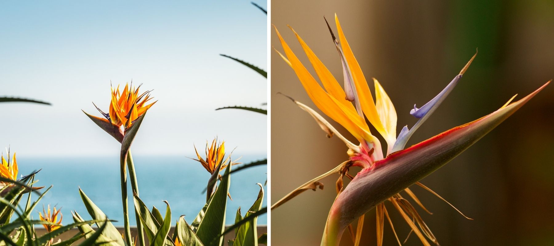fleur d'oiseau de paradis