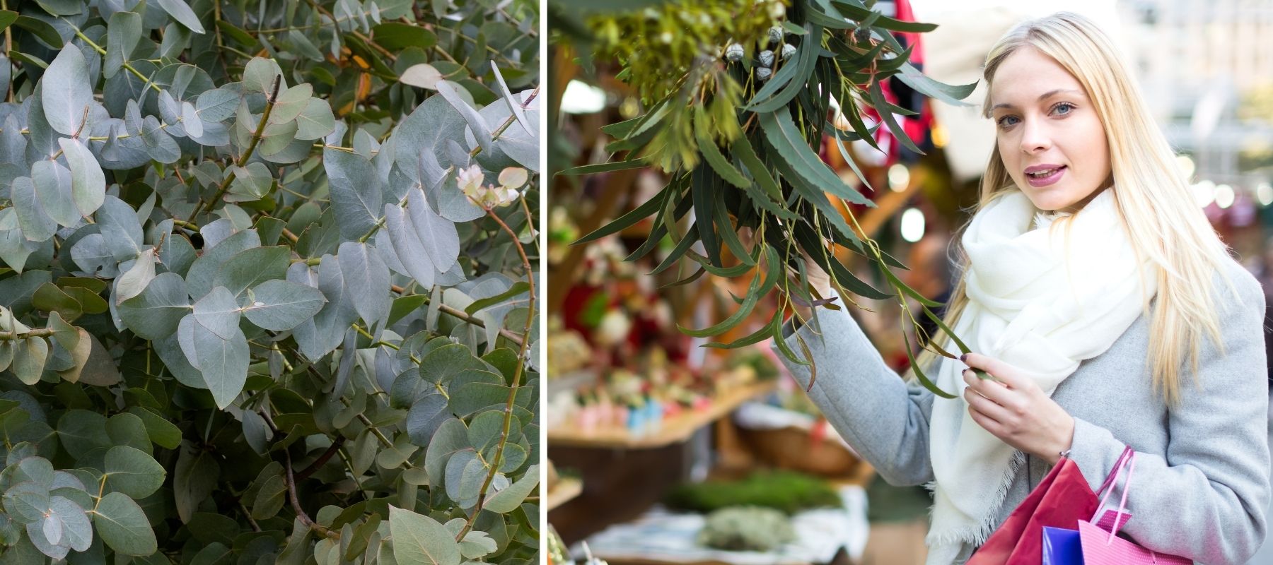 parfum eucalyptus