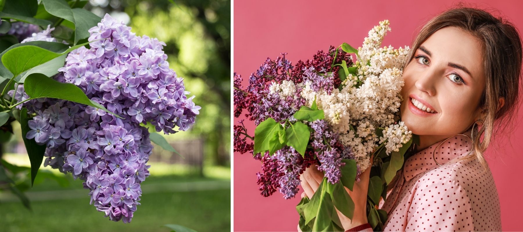 Lilas parfumés