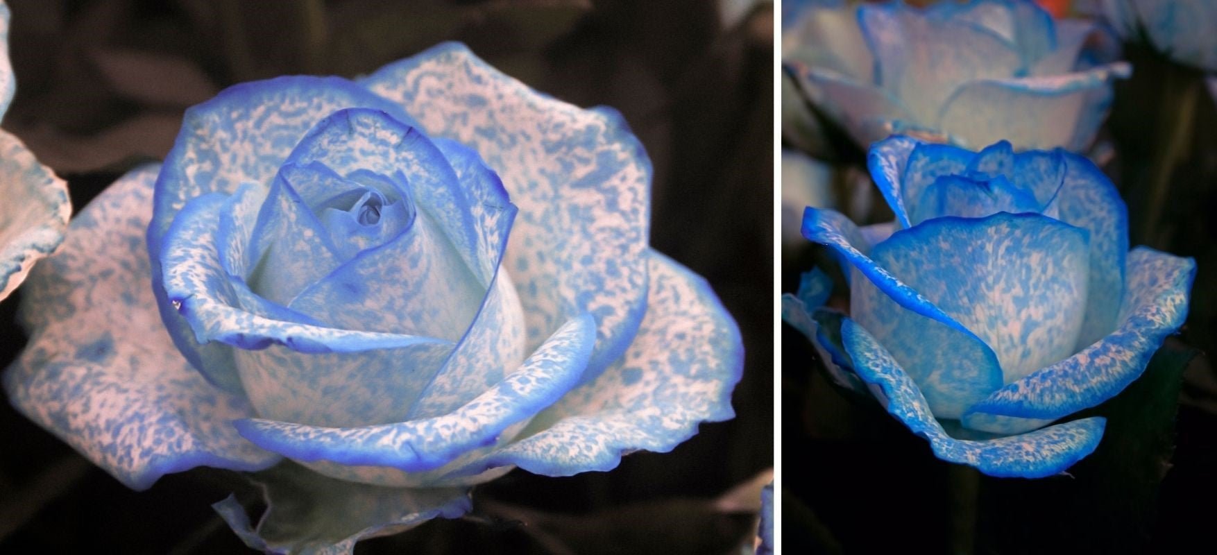 DIY rose bleue