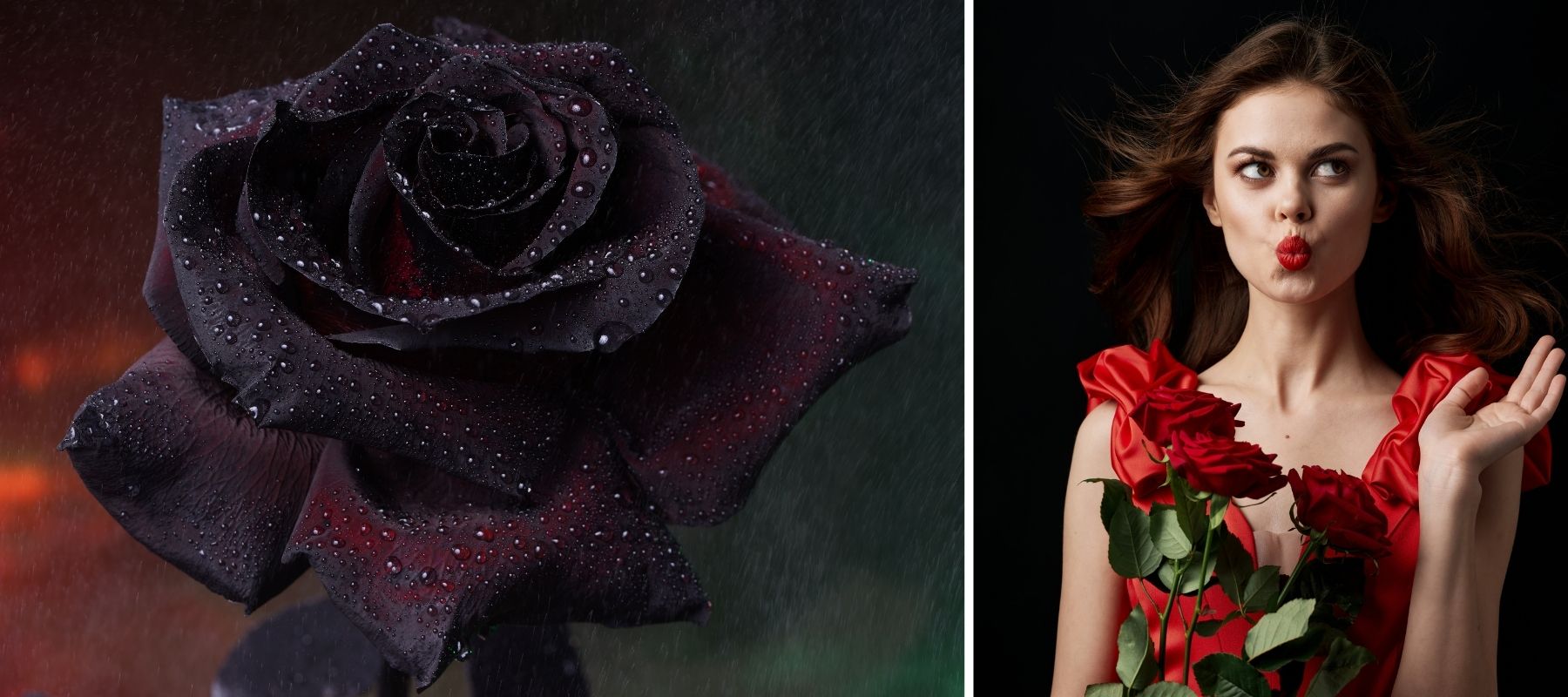 black rose and red rose