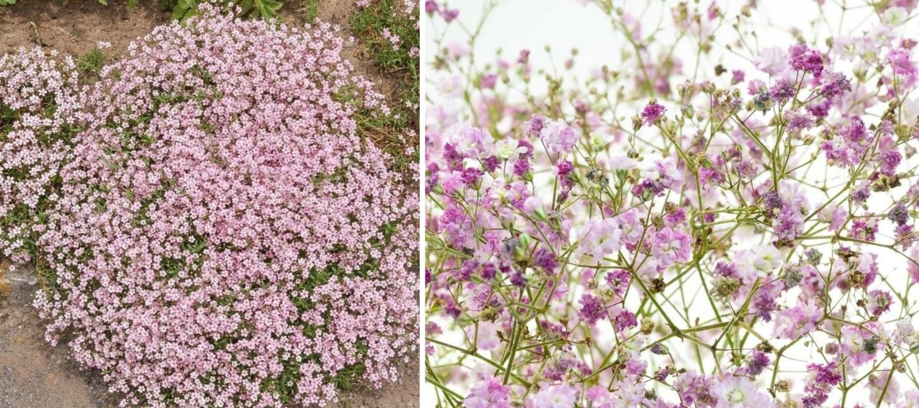 gypsophile rose