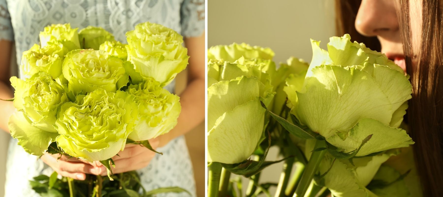 green rose gift decoration
