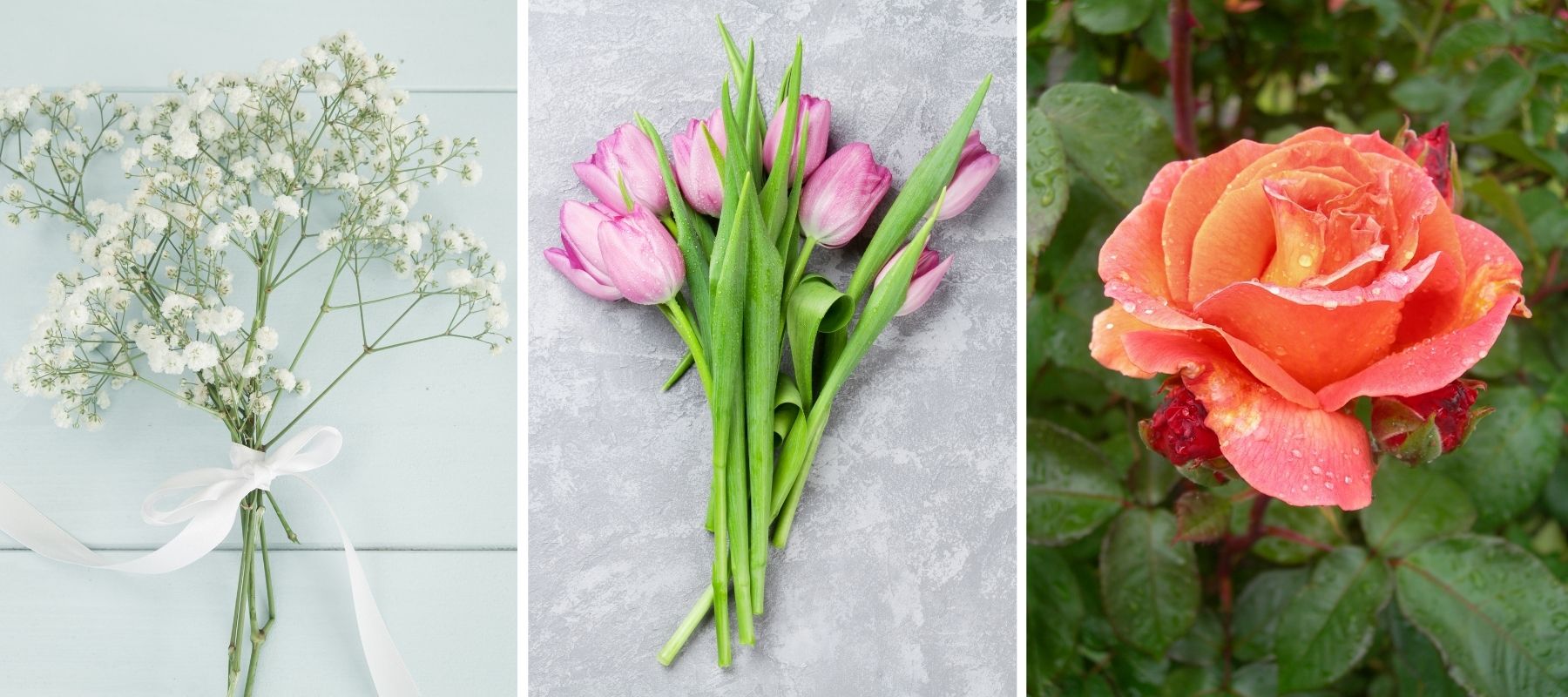 gypsophila pink orange tulip