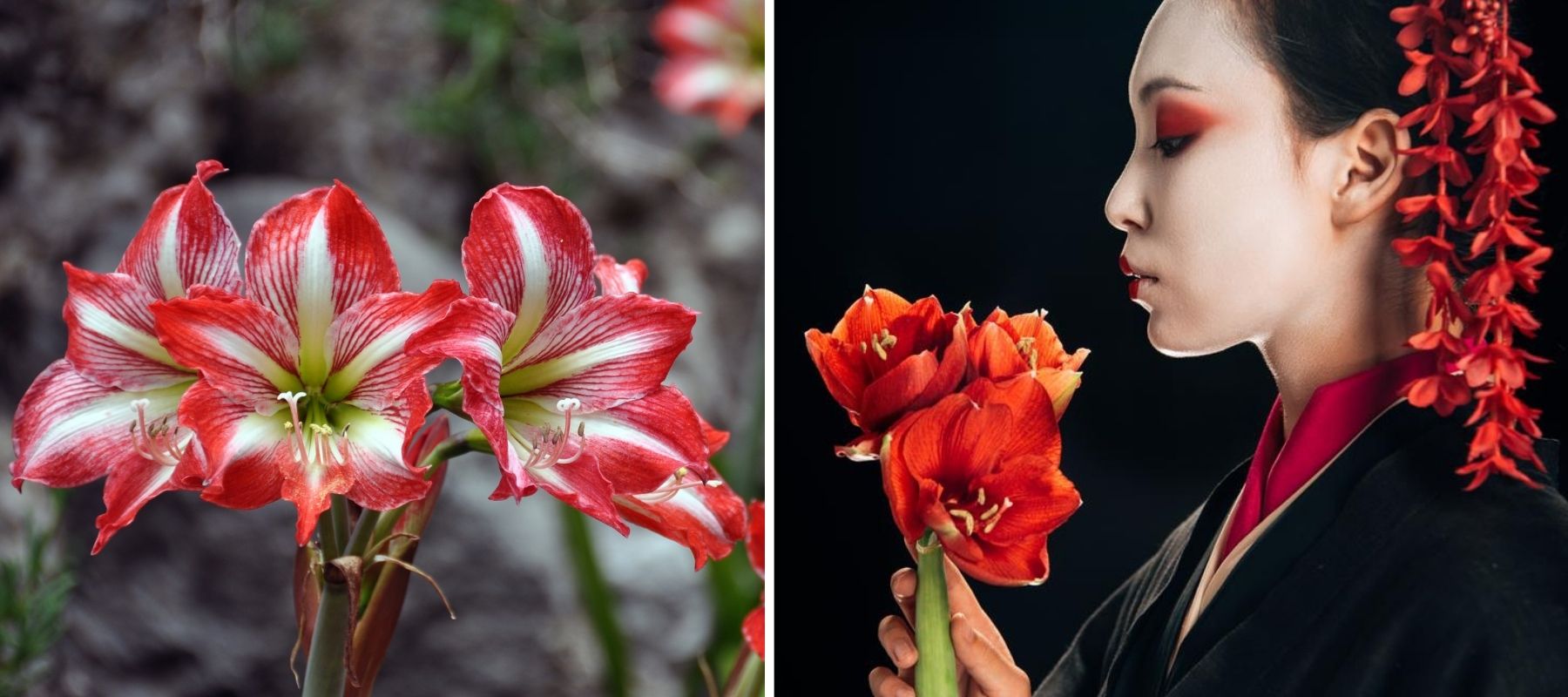 Amaryllis-Garten