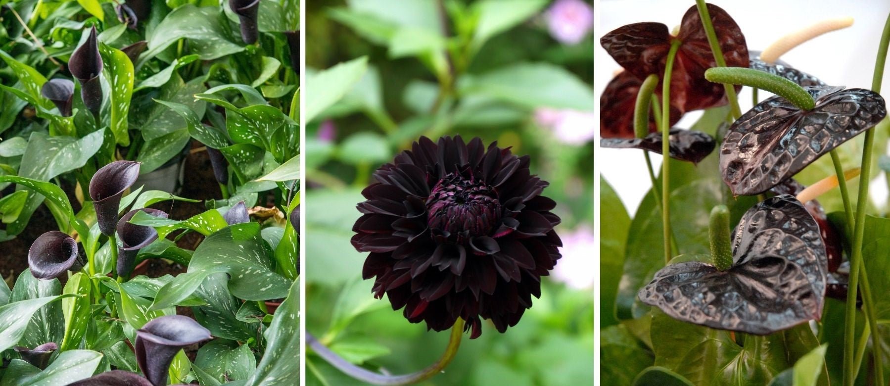 Black Calla Dahlia Anthurium