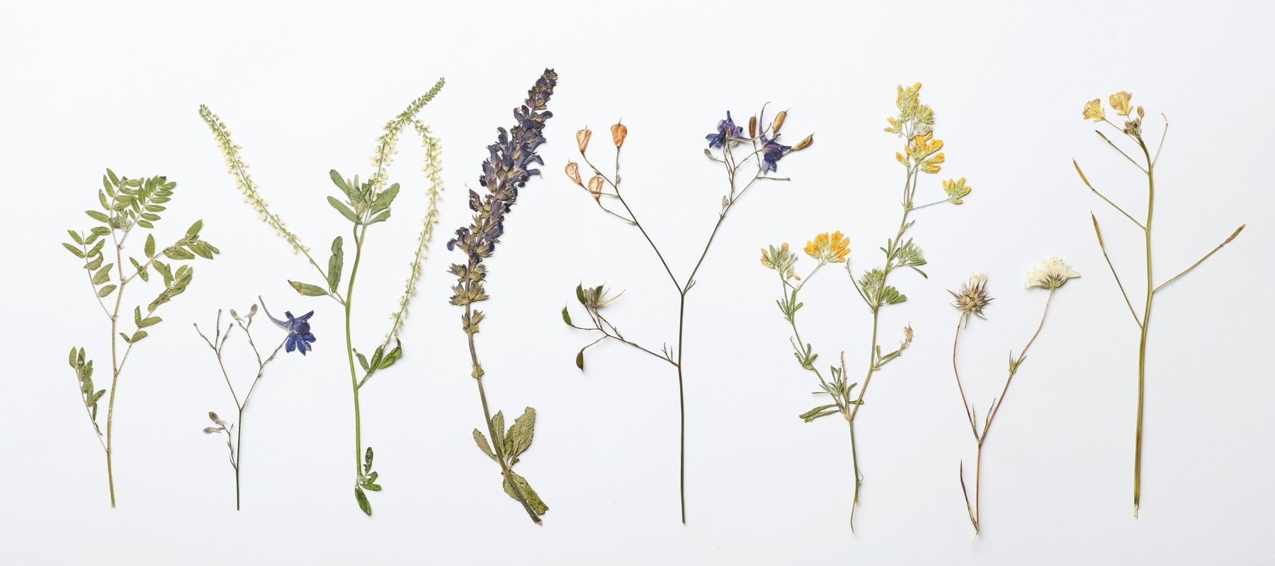 fleurs séchées