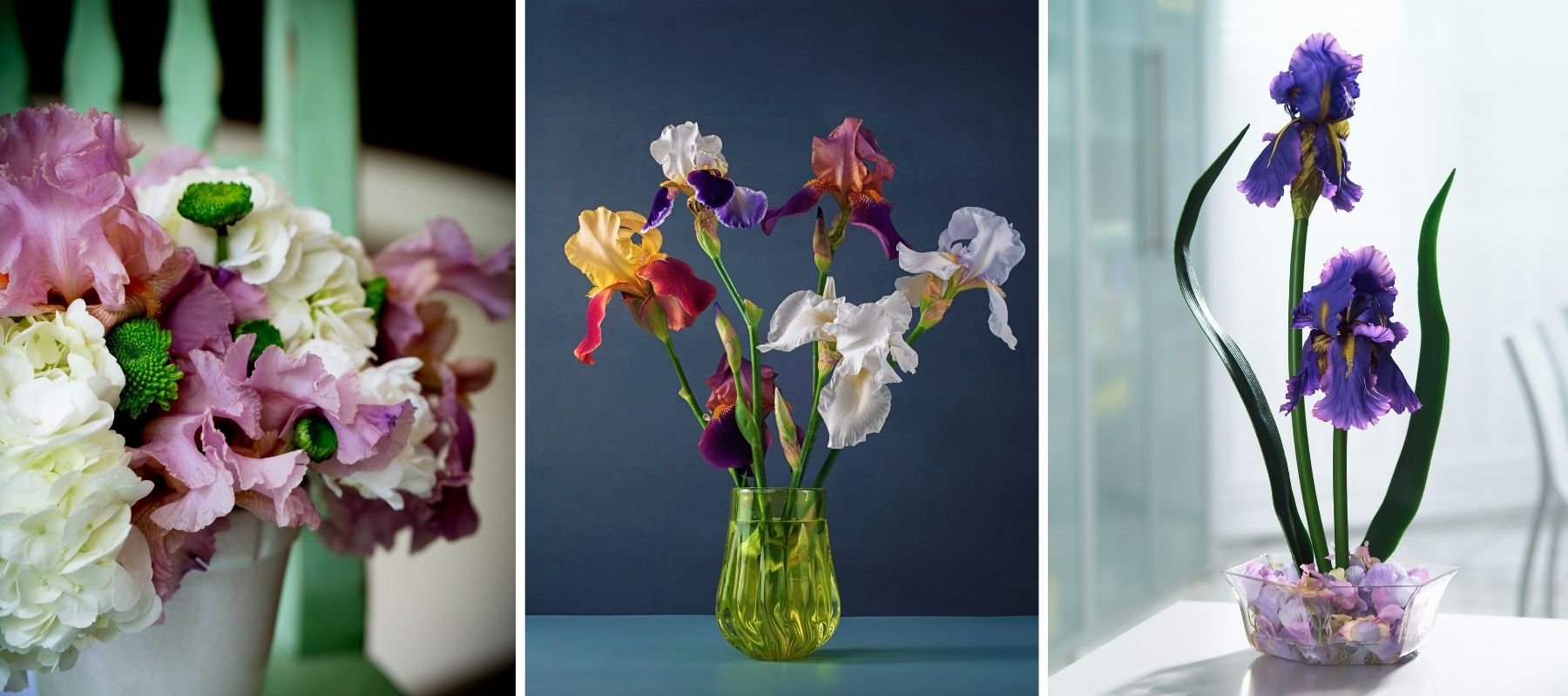fleurs d'iris