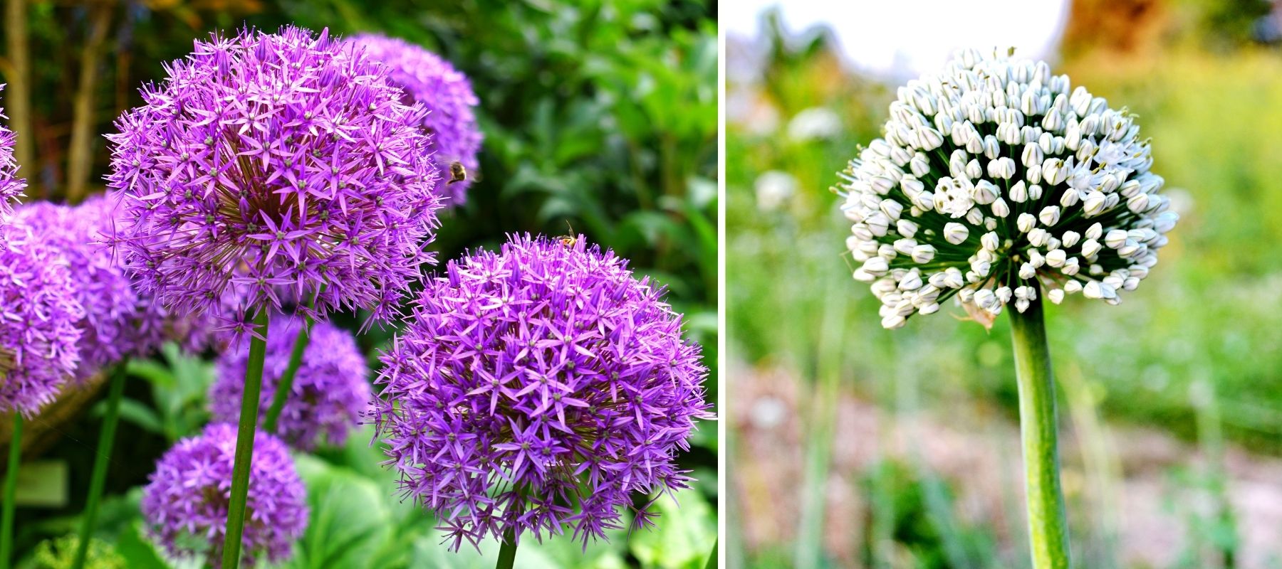 essbare Blume