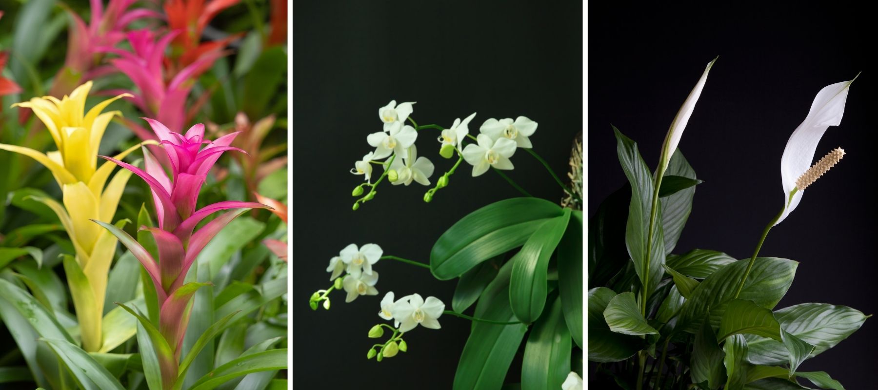 orchidée guzmania phalaenopsis spathiphyllum