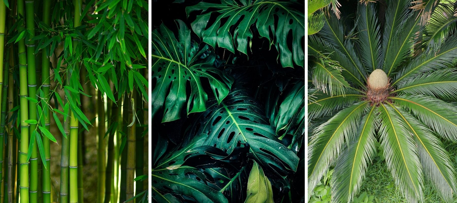 Bambus Monstera Cycas