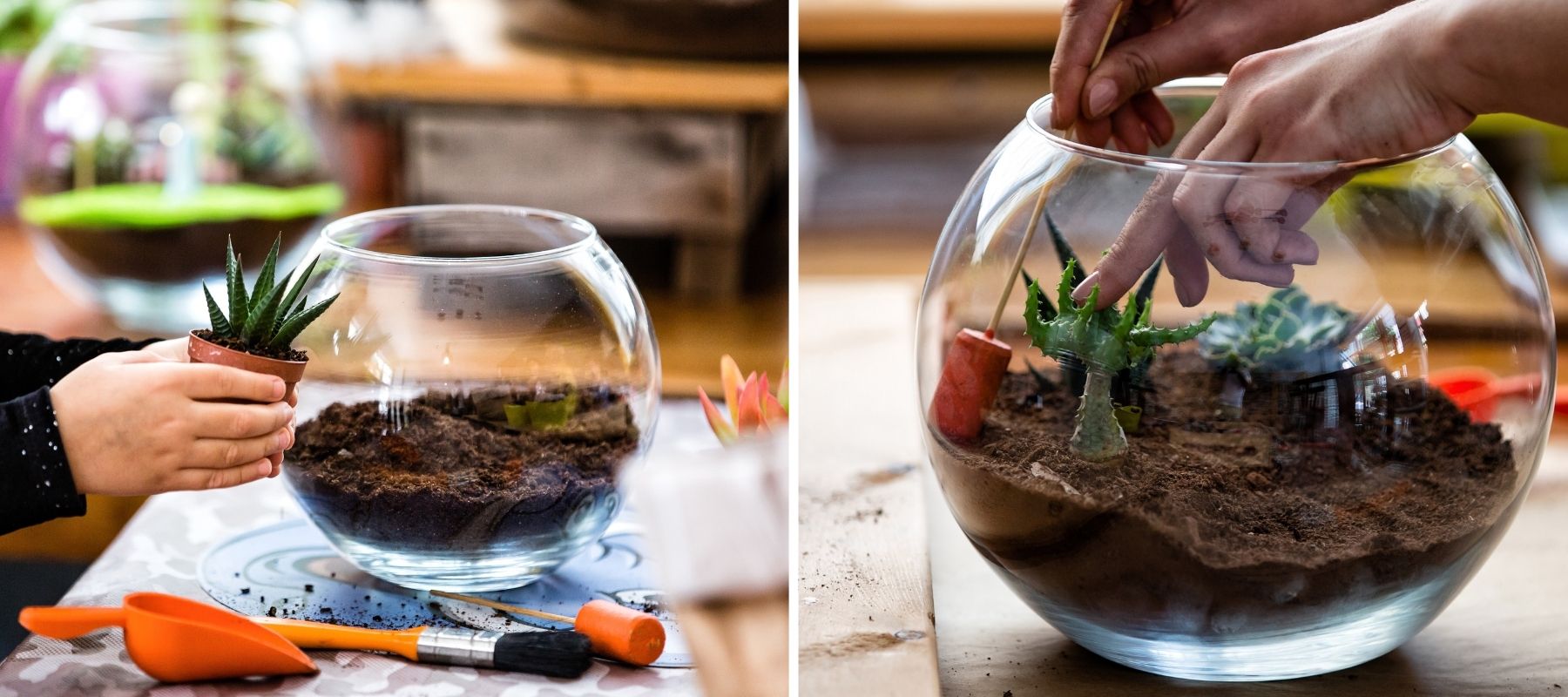 Einrichtung eines Terrariums mit Grünpflanzen