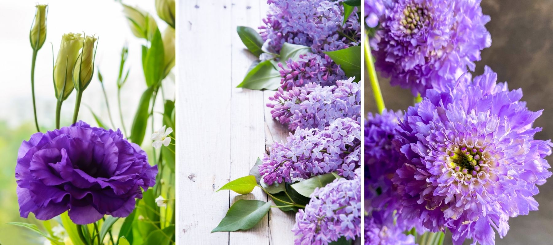 purple flowers lisianthus lilac scabious