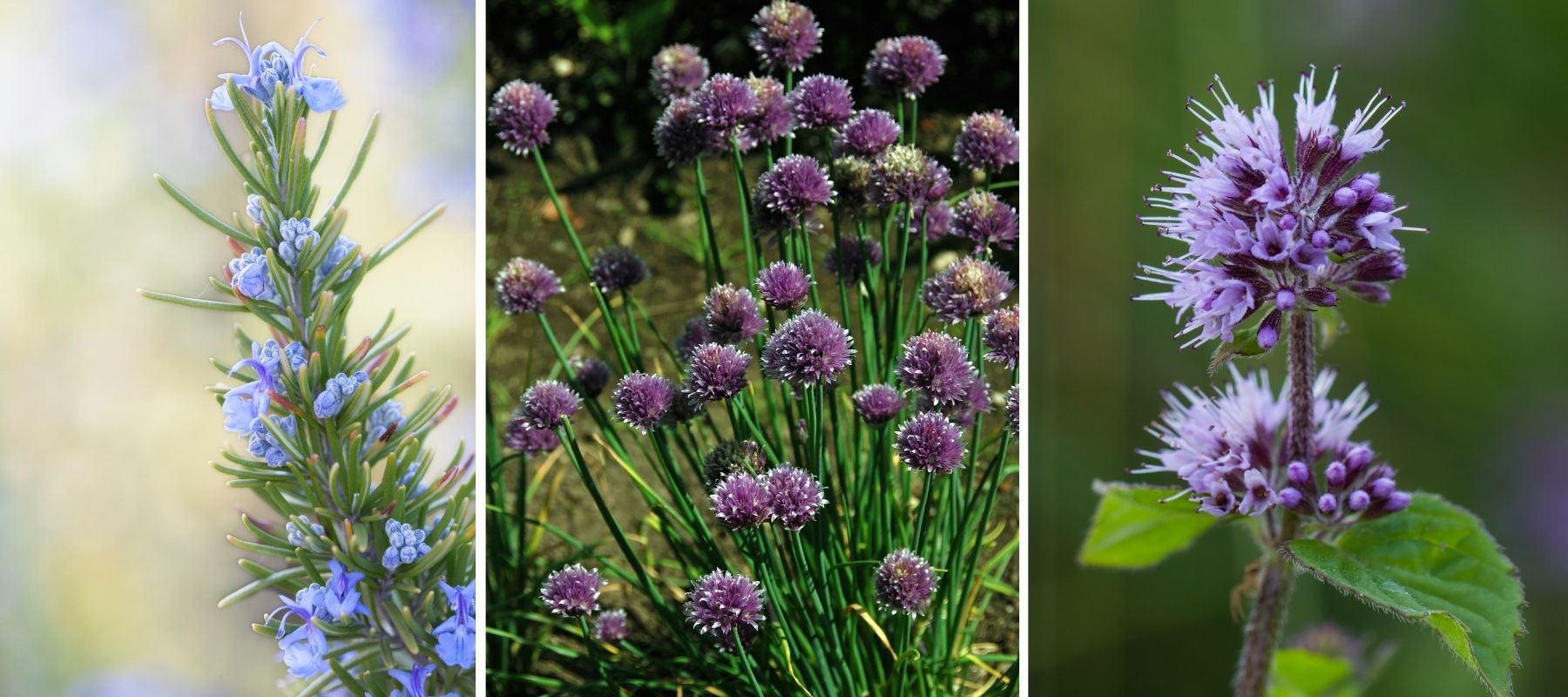 Rosmarin Schnittlauch Minze essbare Blüten