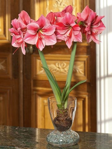 Amaryllis