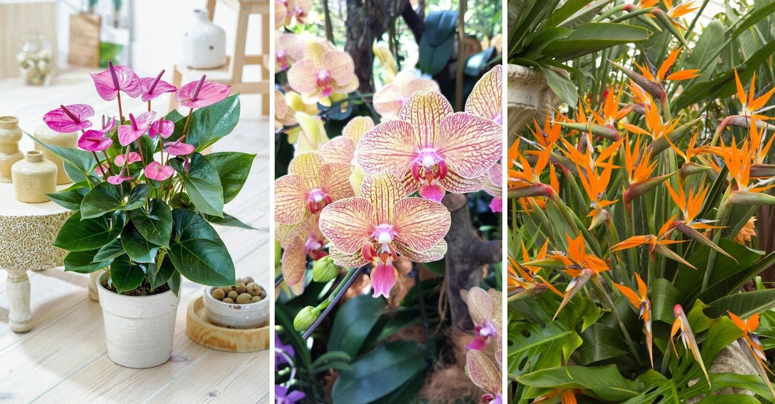 Anthurium, orchidées et oiseaux de paradis