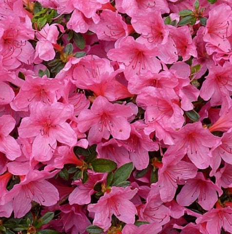 Japanese Azalea