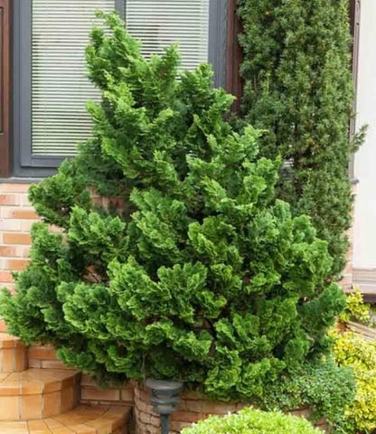 Chamaecyparis obtusa