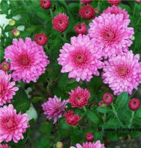 Chrysanthemum