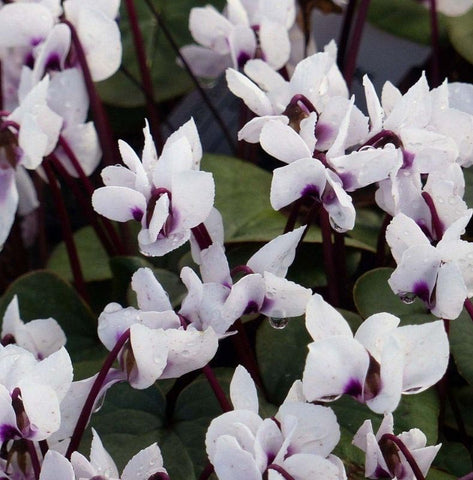 Cyclamen