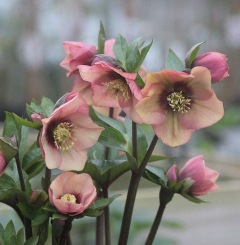 Hellebore