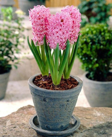 Hyacinth