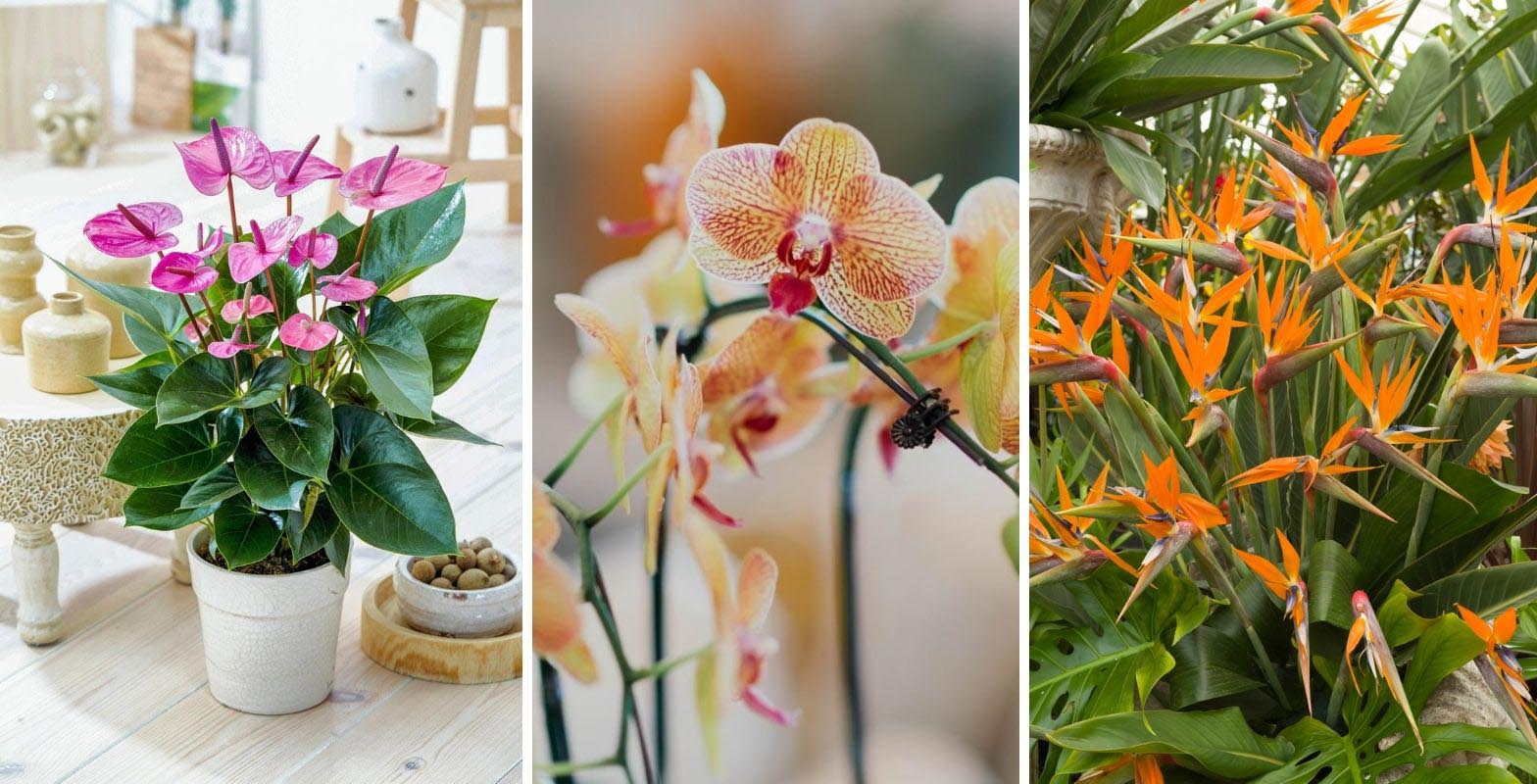 Orchid Anthurium Bird of Paradise