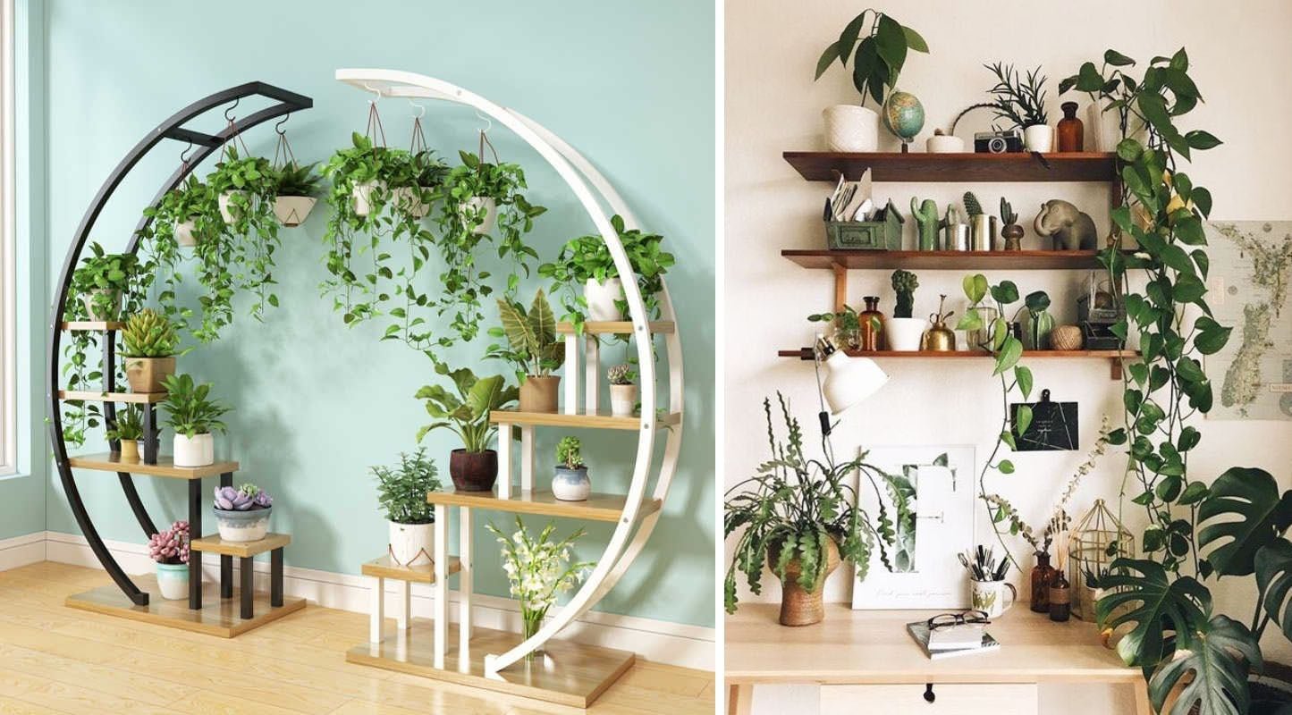 Plantes d'intérieur en hiver