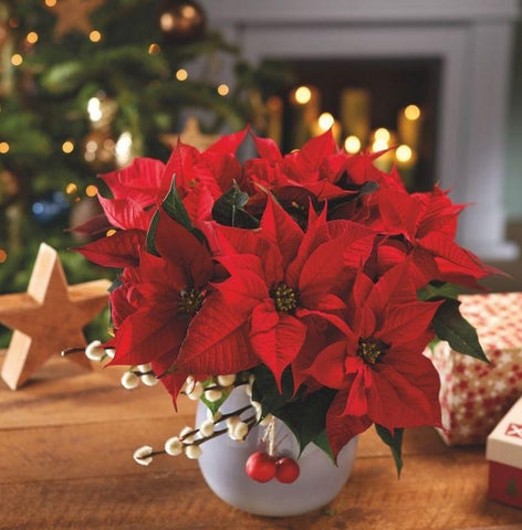 Poinsettia