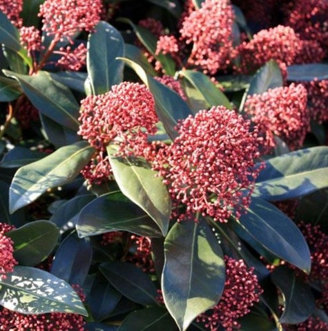 Skimmia