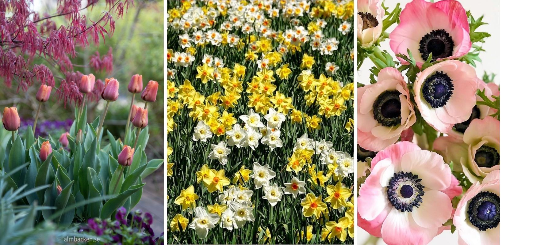 Tulipe, anémone et jonquille