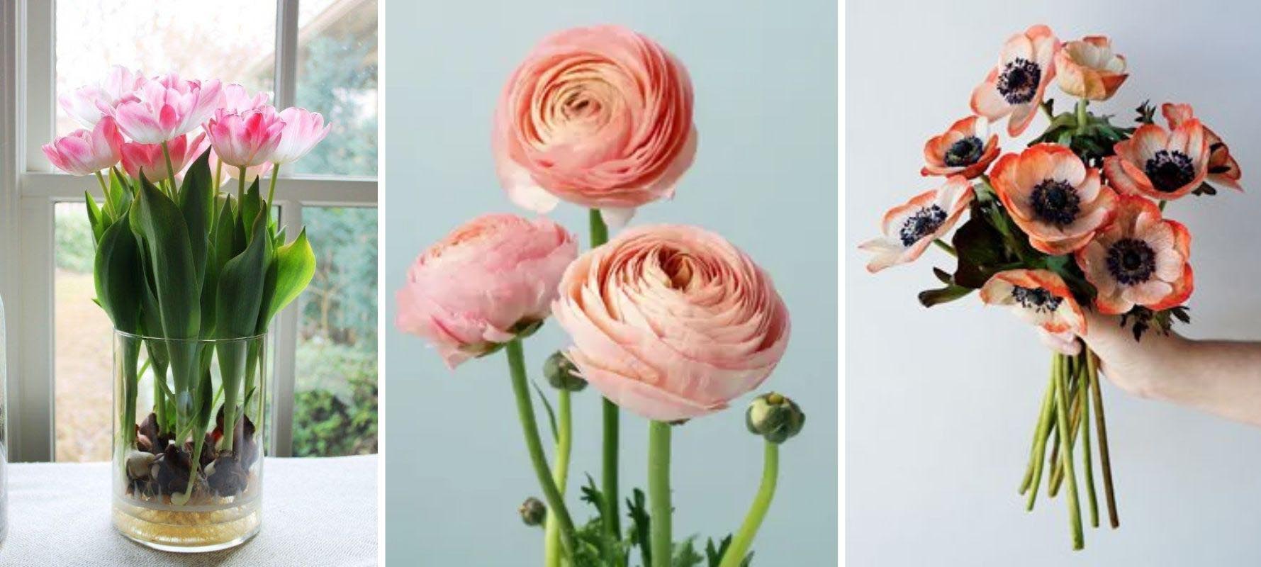 Tulips Ranunculus Anemones