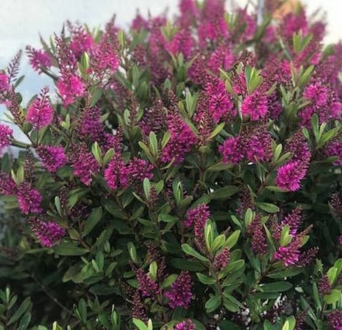 Shrubby Veronique