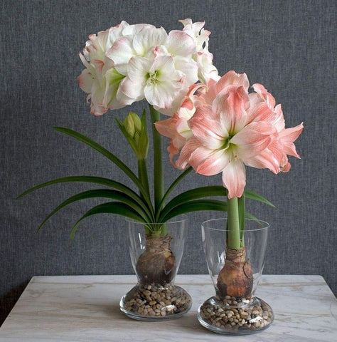 amaryllis