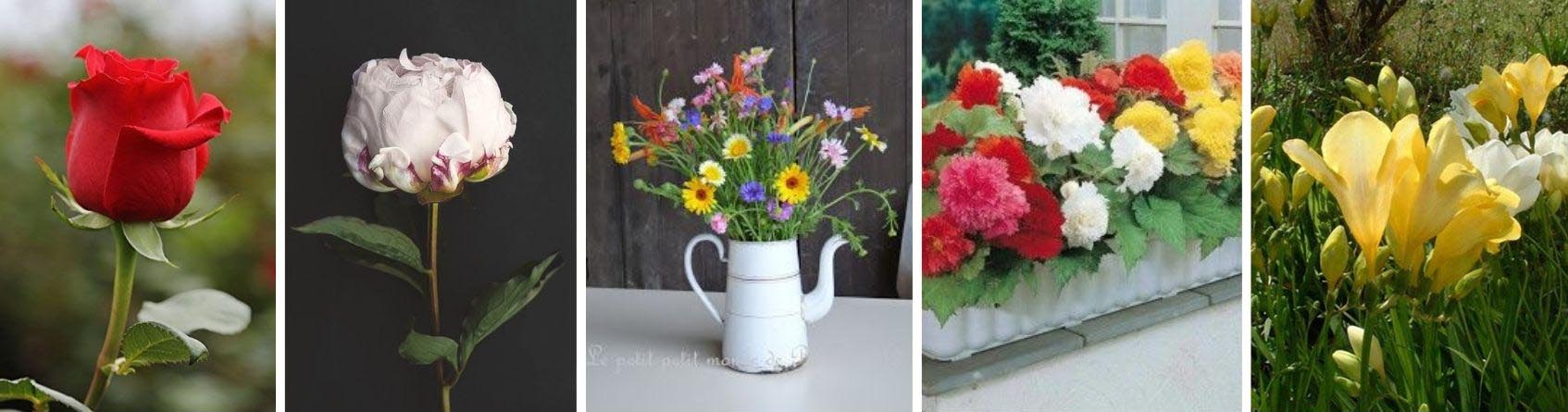 example of pink peony flowers, wildflowers, begonias, and freesia