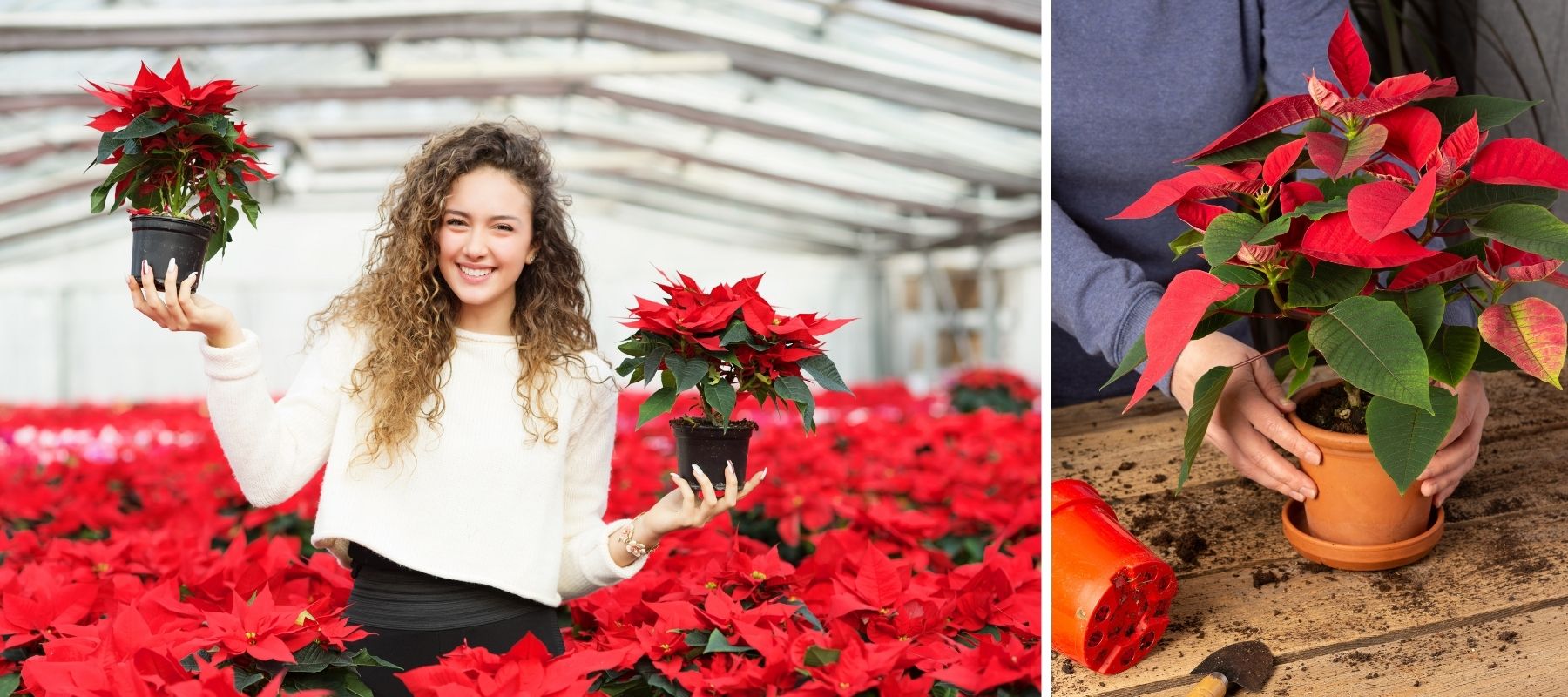 rote Weihnachtsblume