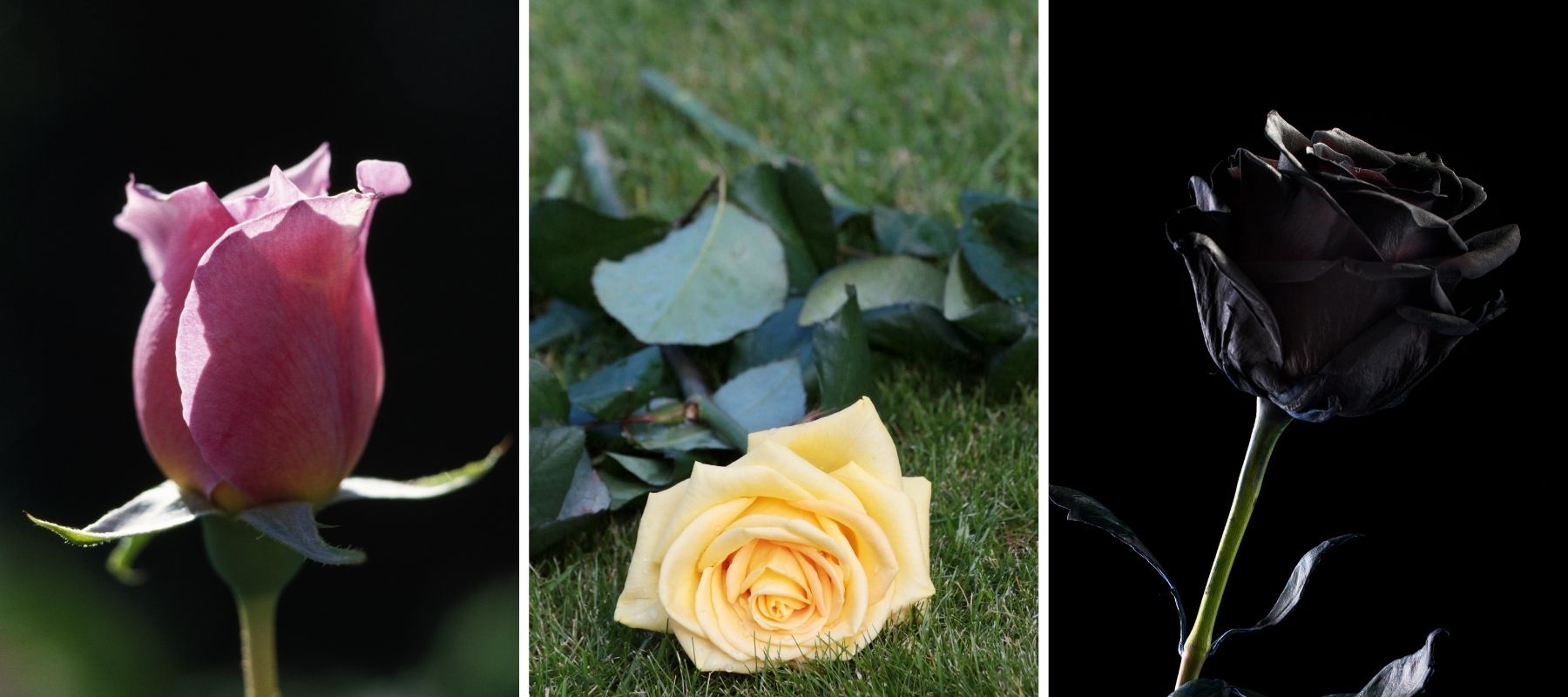 fleurs funéraires