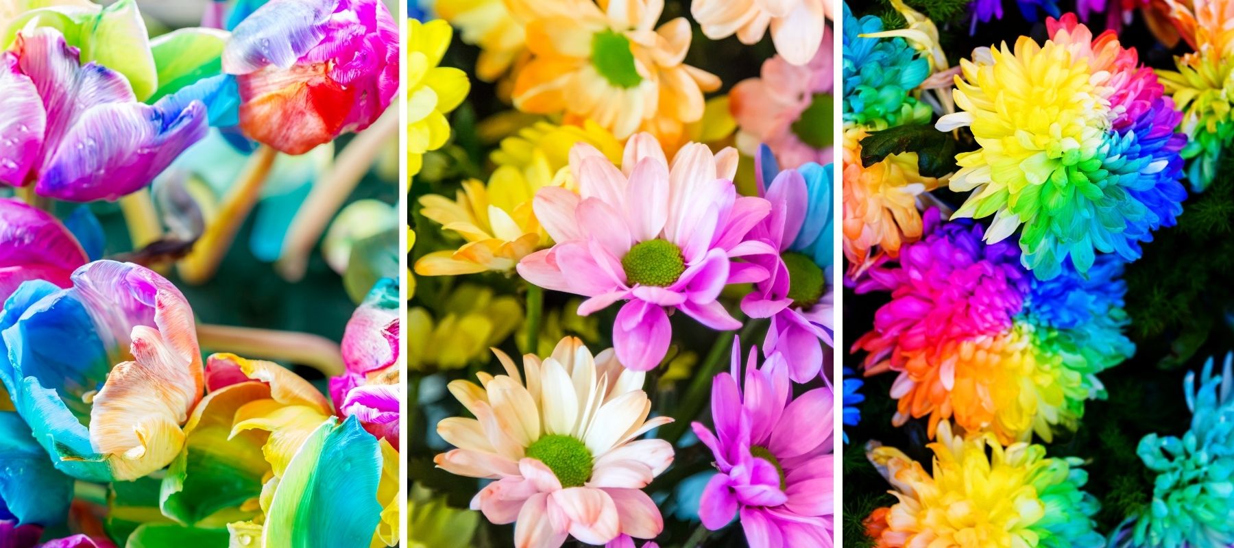 colorful rainbow flowers