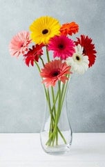 Gerbera pour hommes